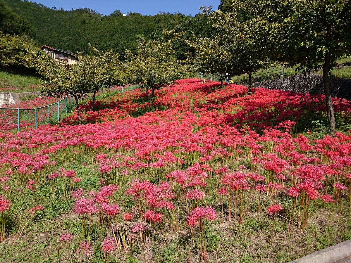 彼岸花 染まる秋