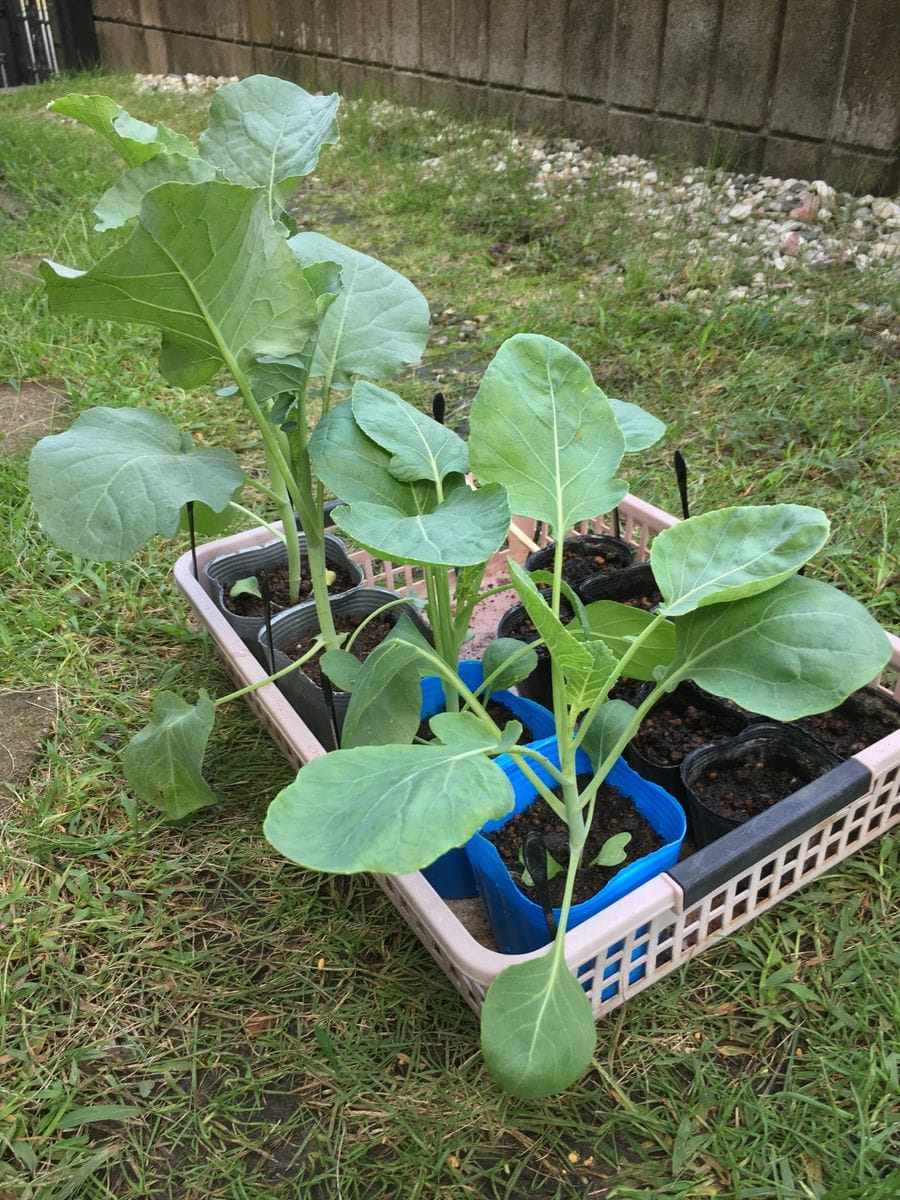 夏野菜から冬野菜へ🎵