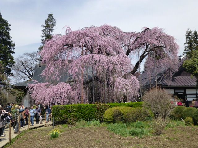 滋雲寺のイトザクラ！