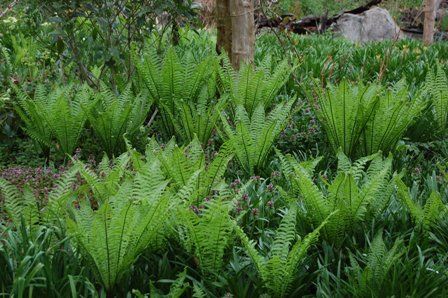 芽吹きの季節にワクワク