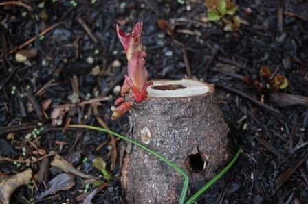 芽吹きの季節にワクワク