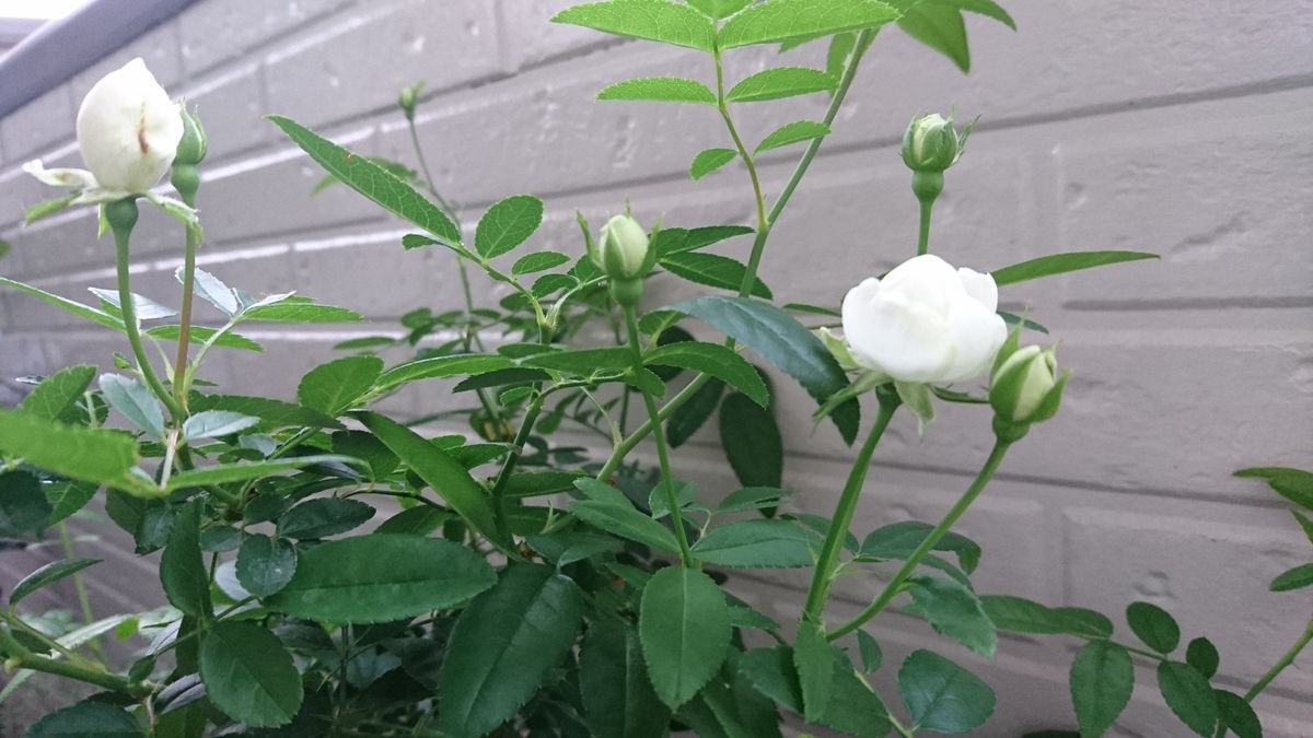 ヤブツルアズキだと思われます❗