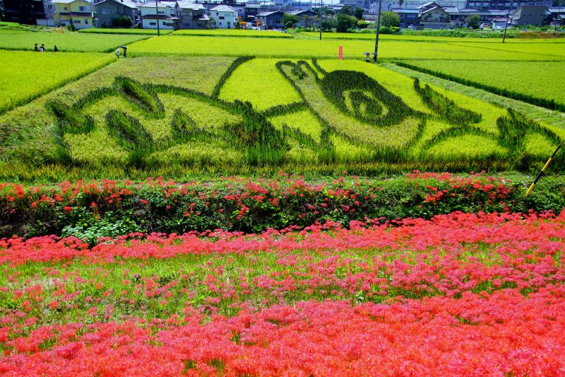 彼岸花・矢勝川