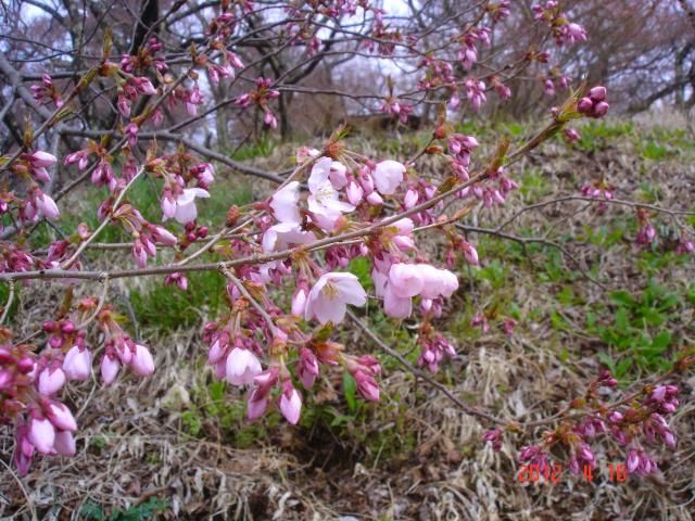 桜には少し早かった。[i:140]