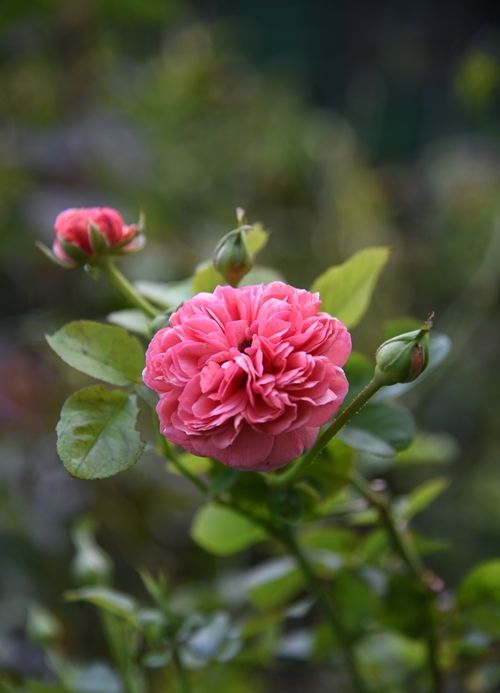 雨上がりの花