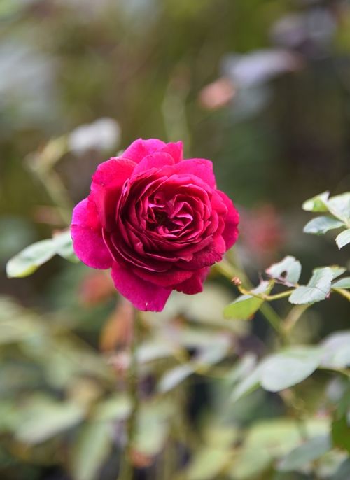 雨上がりの花