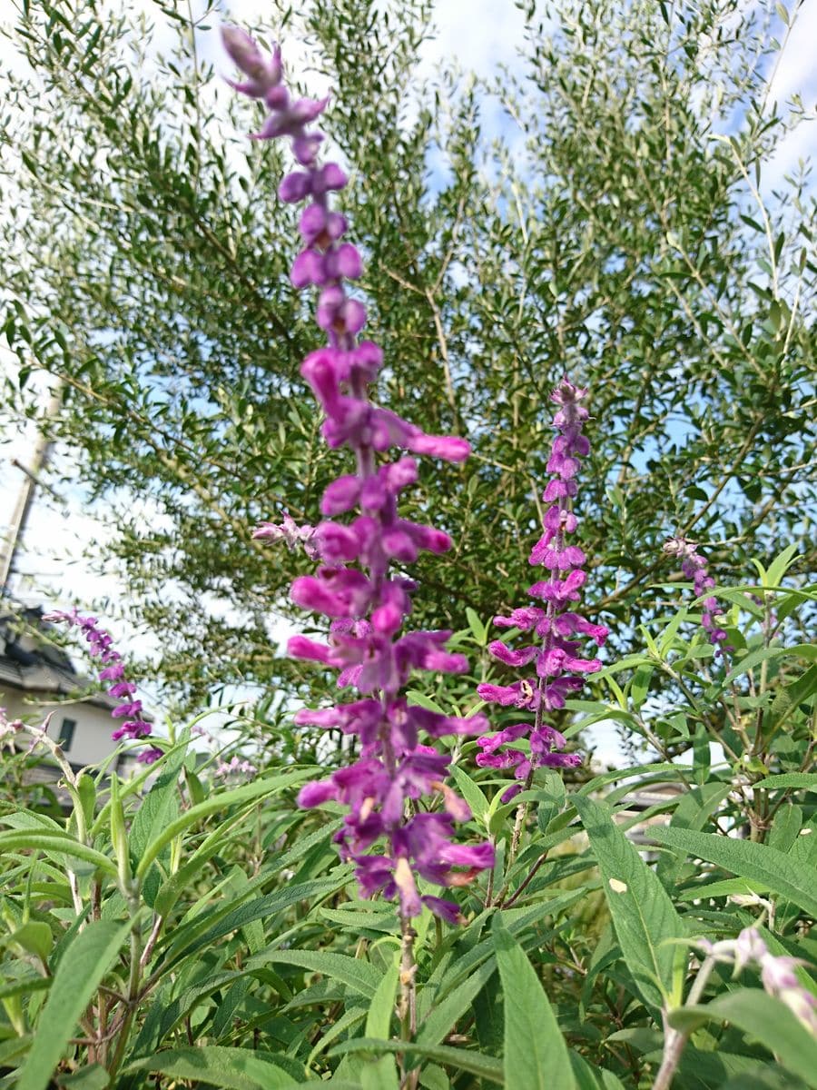 庭の草花～謎の葉っぱ