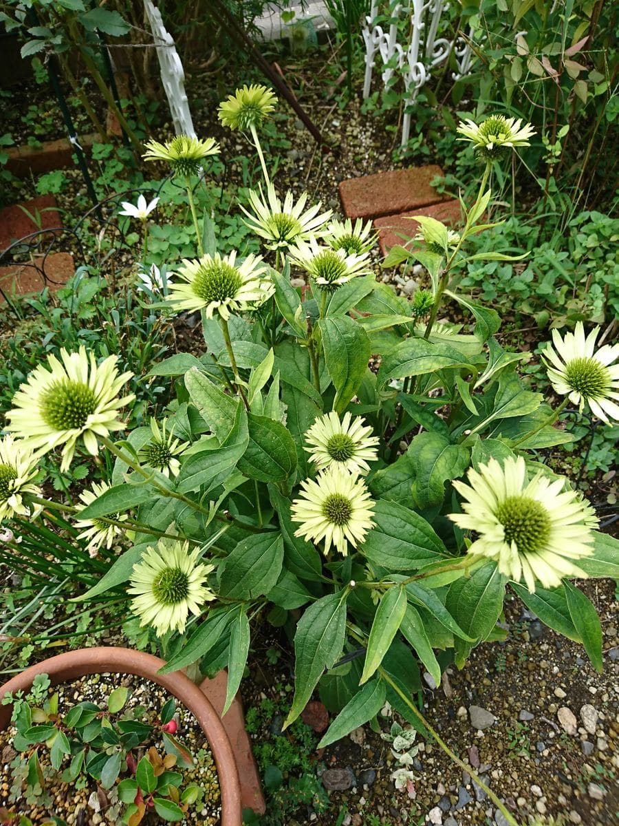 庭の草花～謎の葉っぱ