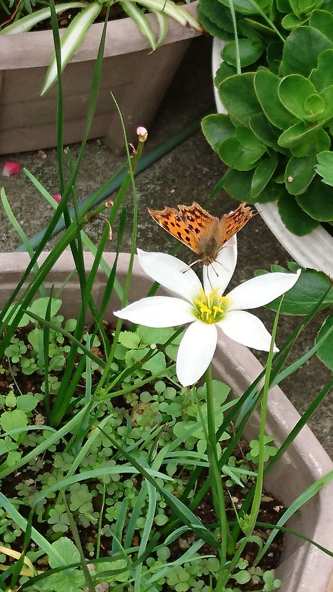 ヒョウ柄の蝶！