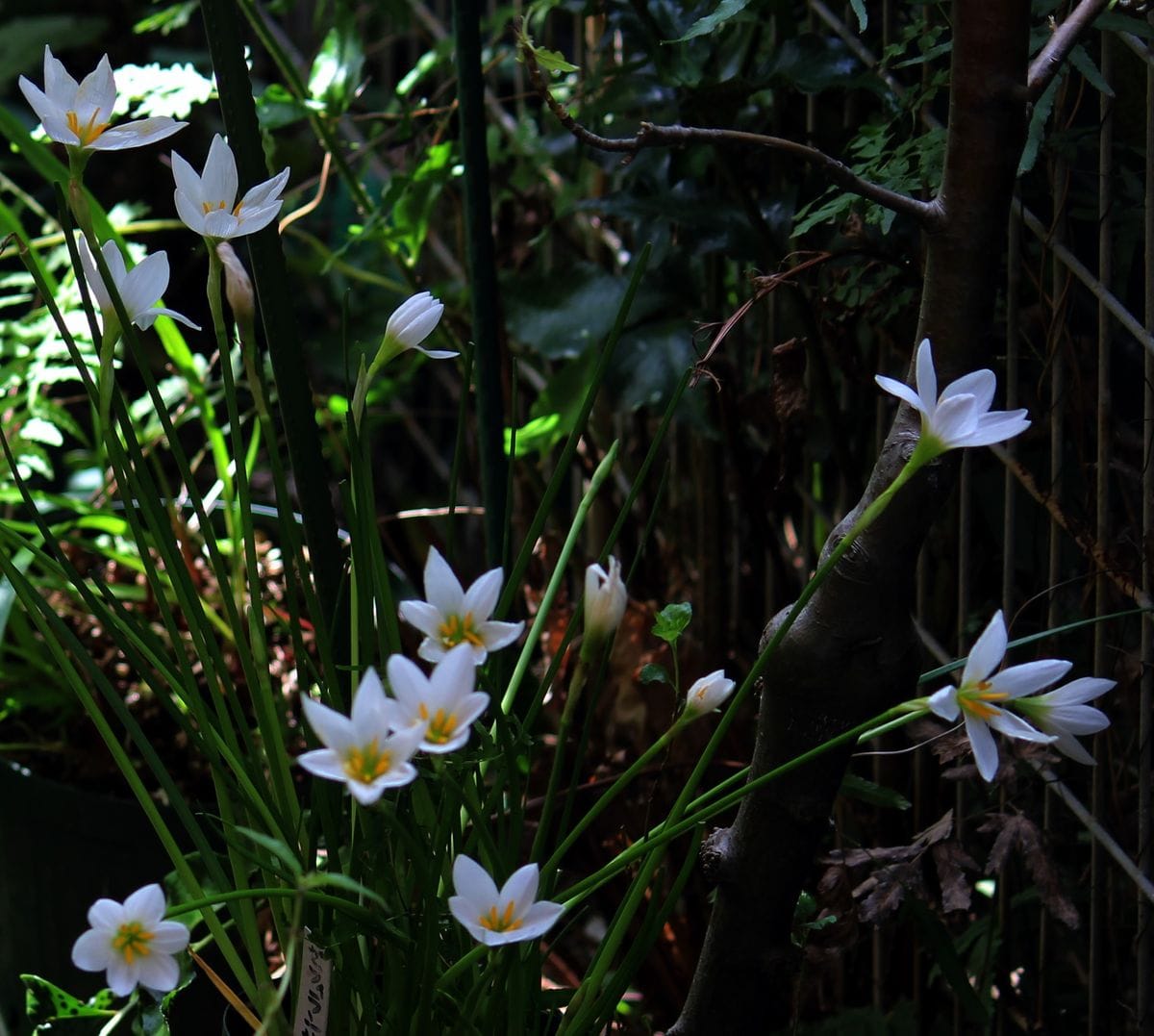 花数が増えたお馴染みさん