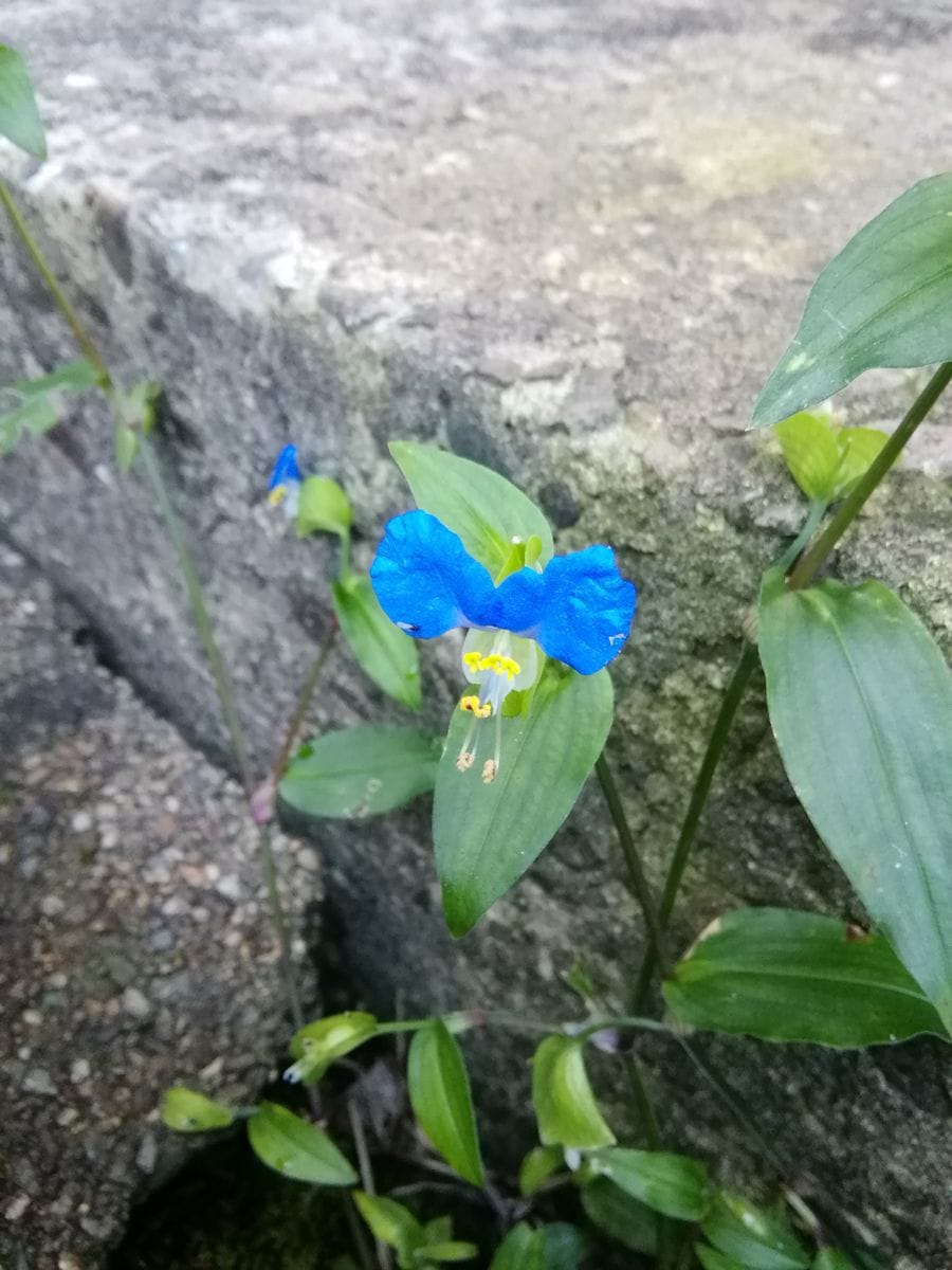 家の周りの小さな花たち😊