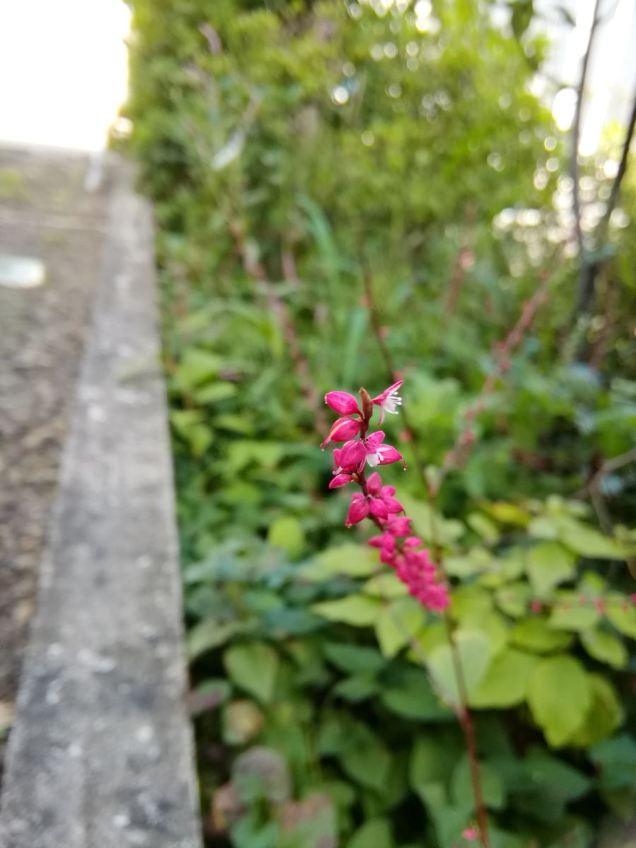 家の周りの小さな花たち😊