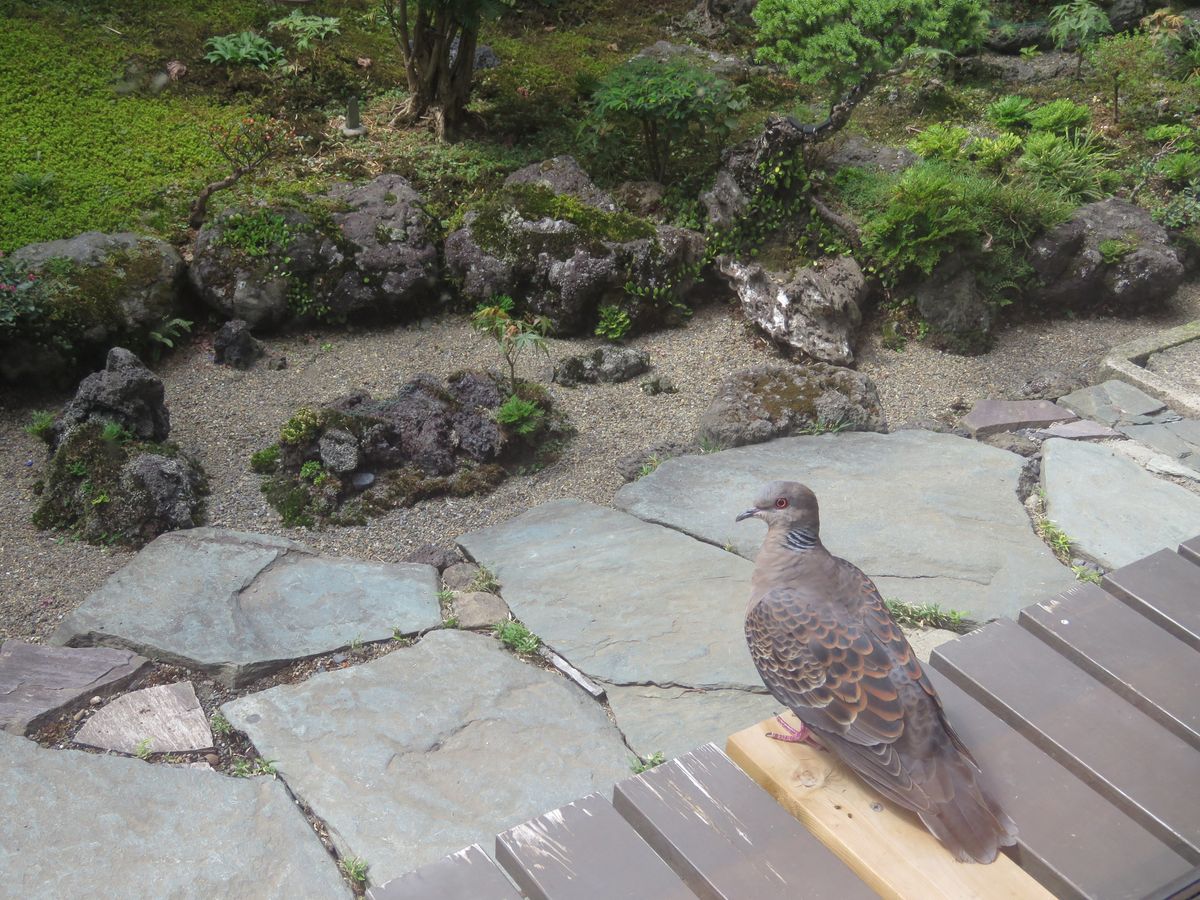 苔庭・キジバトさんが日光浴