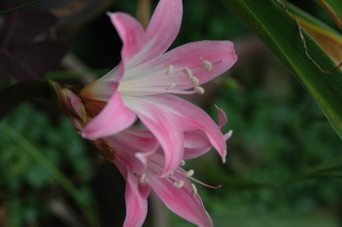 いま（秋）の花たち