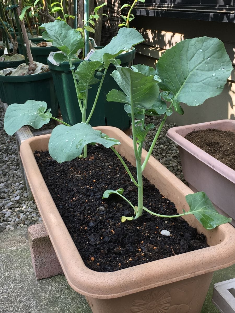 冬野菜の植え付け完了🎵