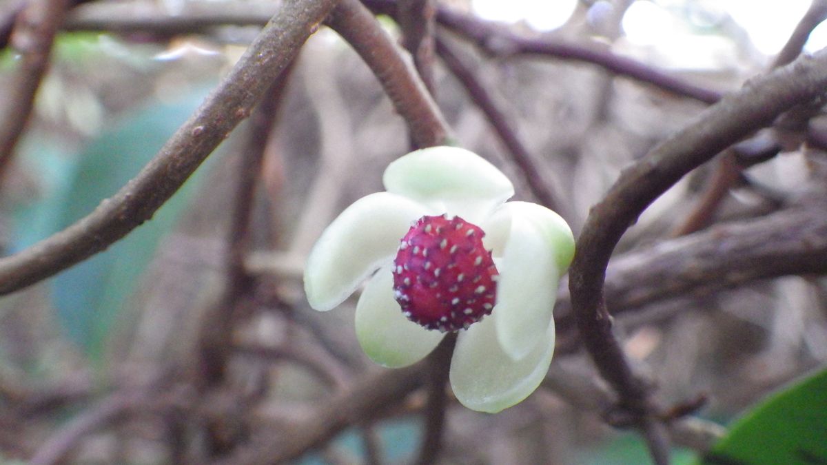 ビナンカズラの花