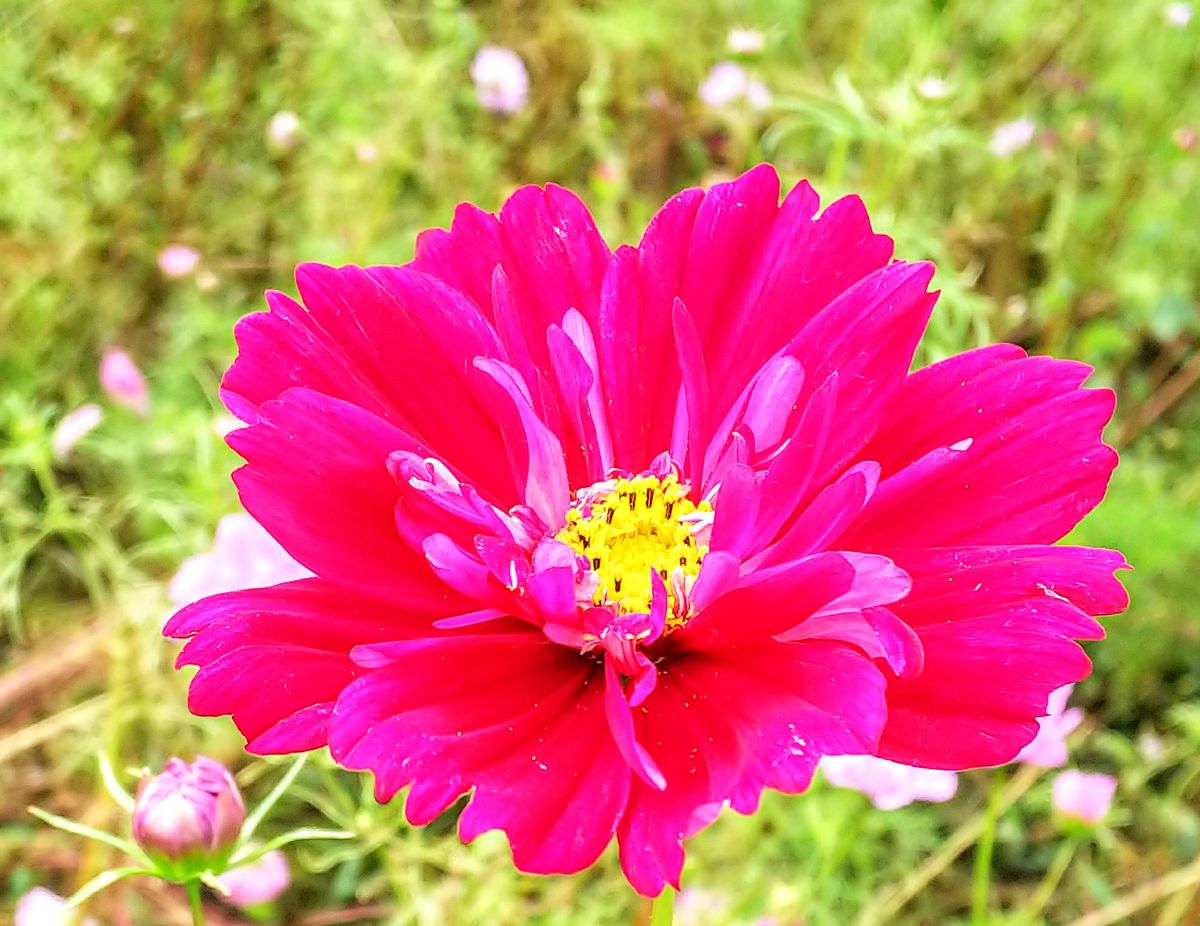 青森雲谷高原コスモス祭り🌸1