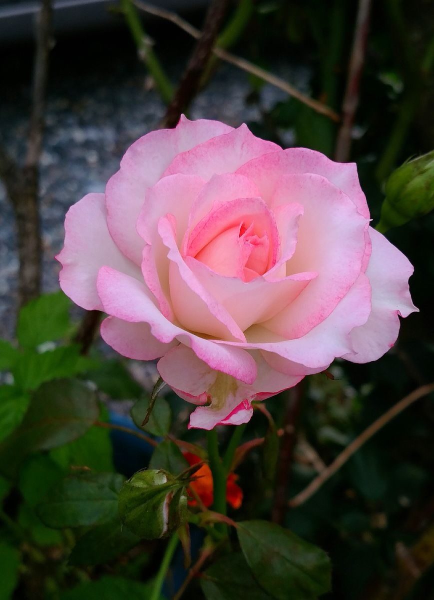 🎵雨があがった！🌹薔薇は元気！🌹ピンク系！