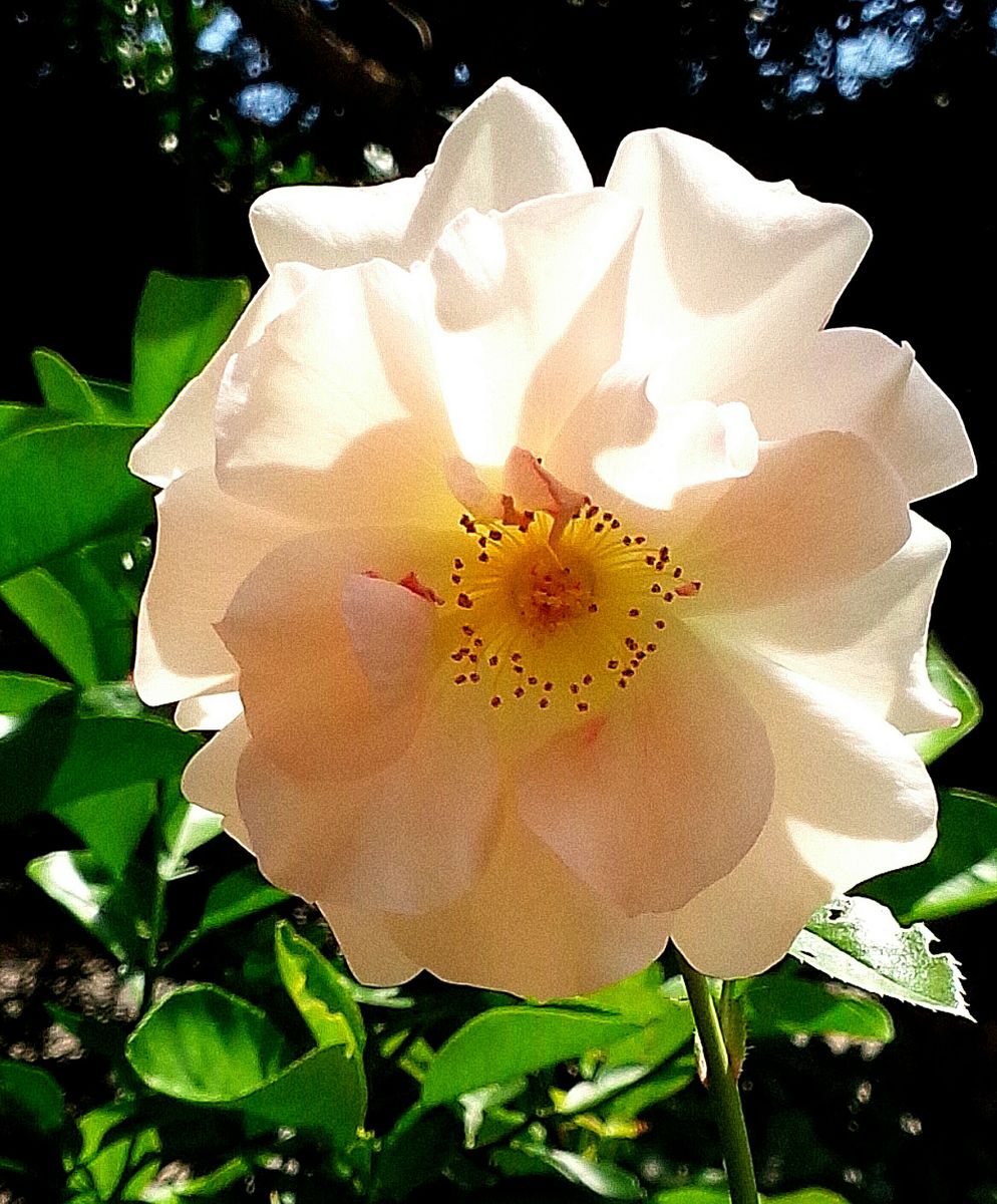 🎵雨があがった！🌹薔薇は元気！🌹ピンク系！