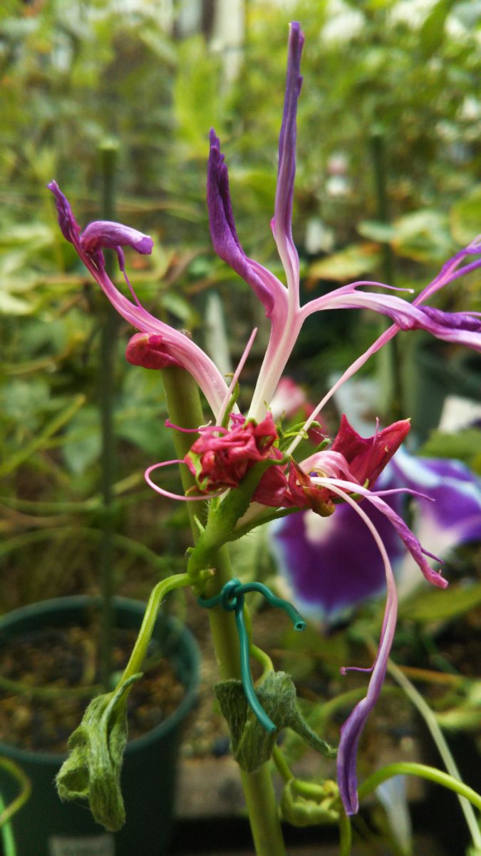 変化朝顔開花記🌼