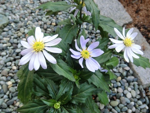 今日のお花