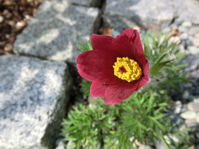 今日のお花