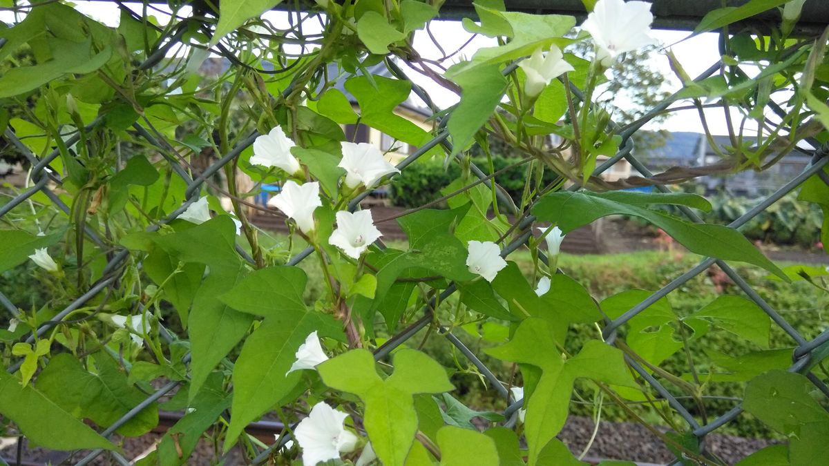 野に咲く朝顔？