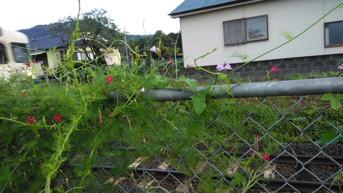 野に咲く朝顔？