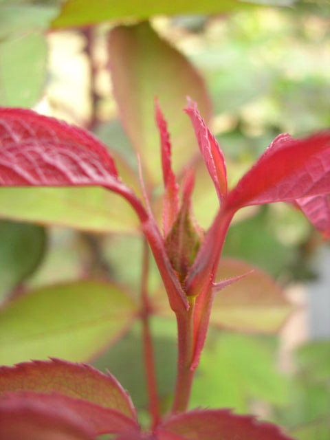 薔薇＆馬鈴薯の芽