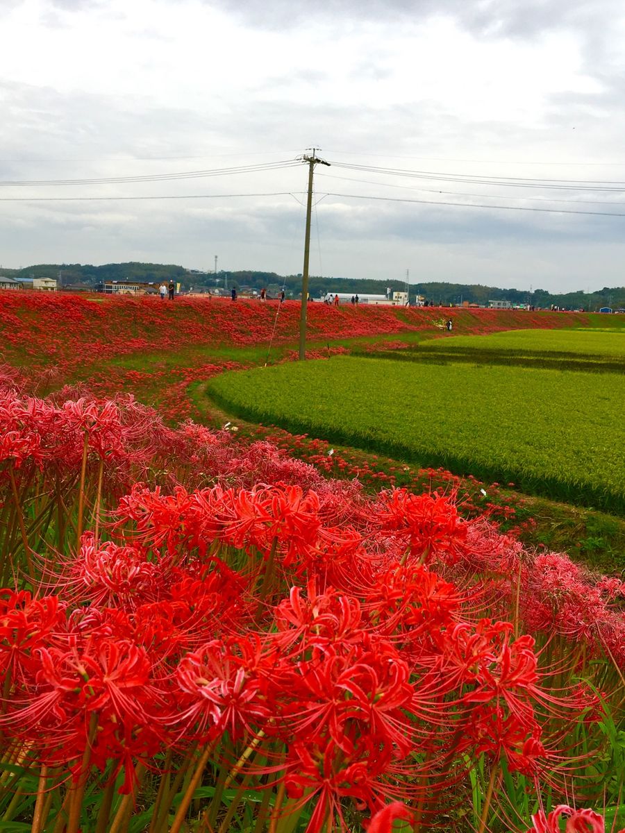 ごんの秋祭り 愛知県半田市矢勝川堤の彼岸花