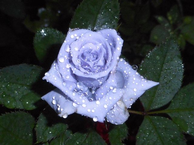 雨に濡れたバラ④