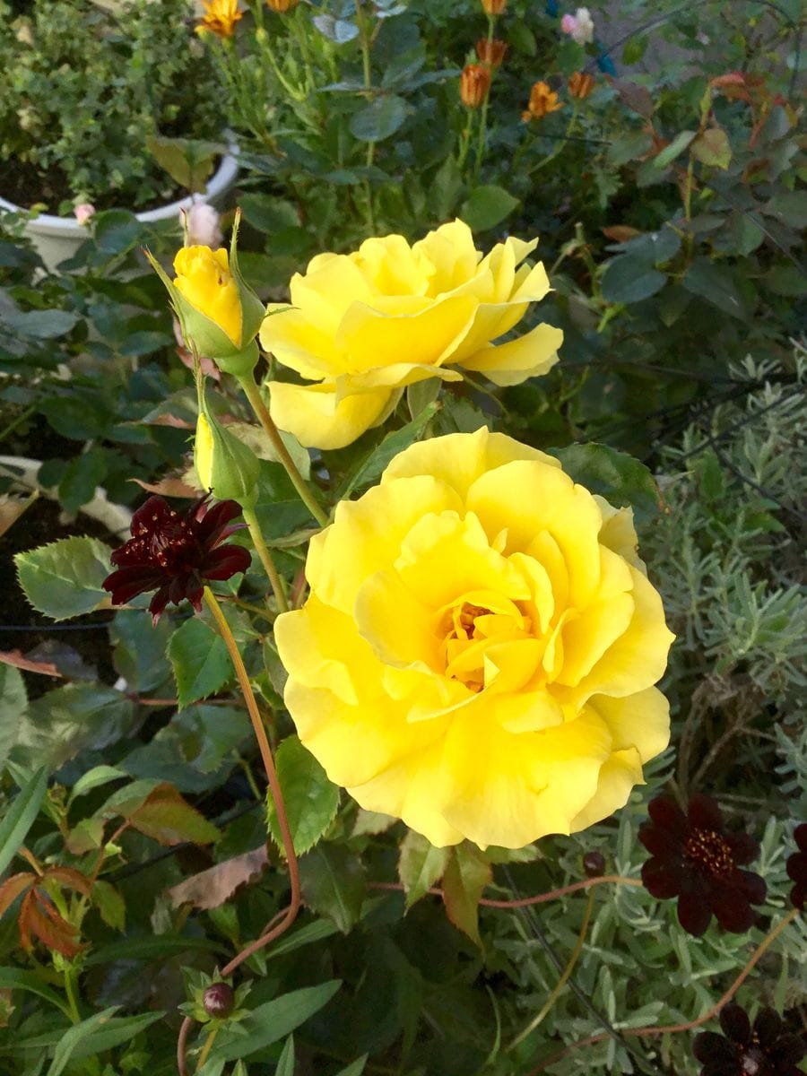 朝の陽射しの花たち🌼