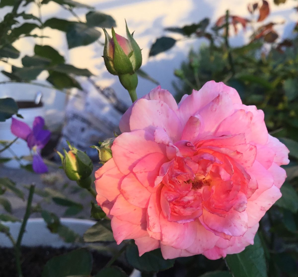 朝の陽射しの花たち🌼