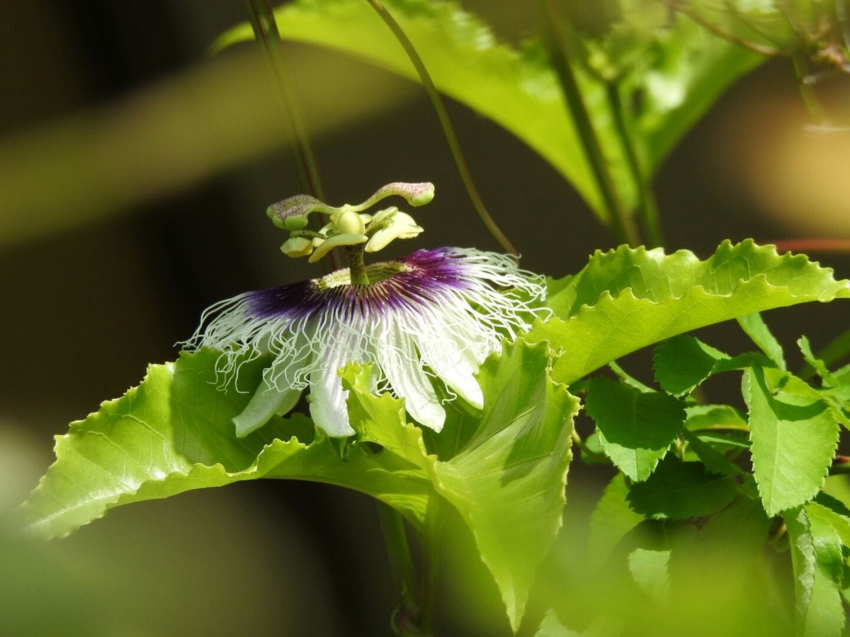 パッションフルーツのお花の変化。