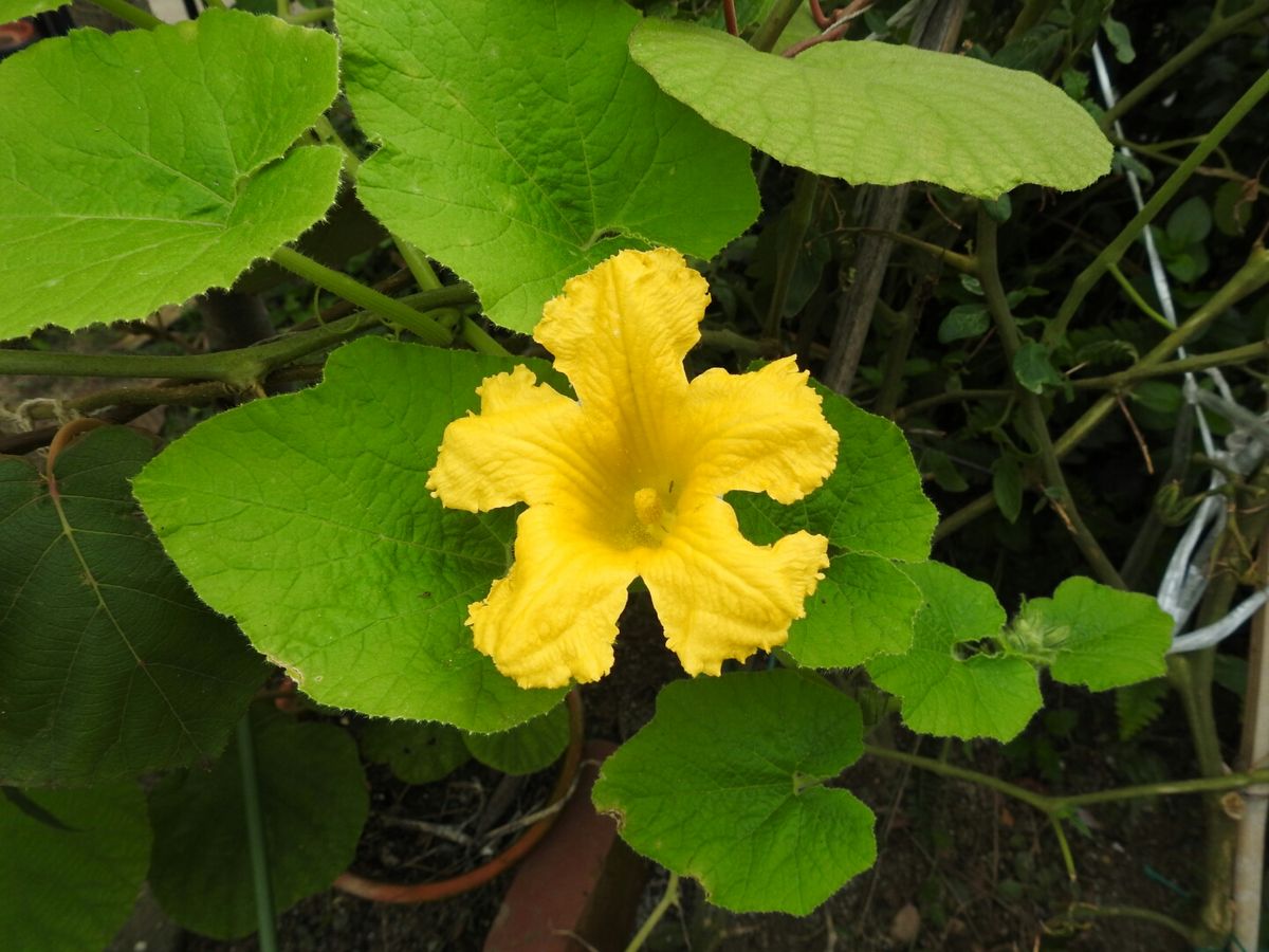 パッションフルーツのお花の変化。