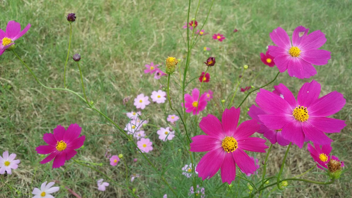 コスモス祭り🌸