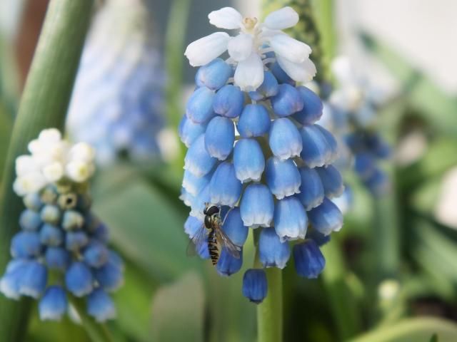 春の庭の花