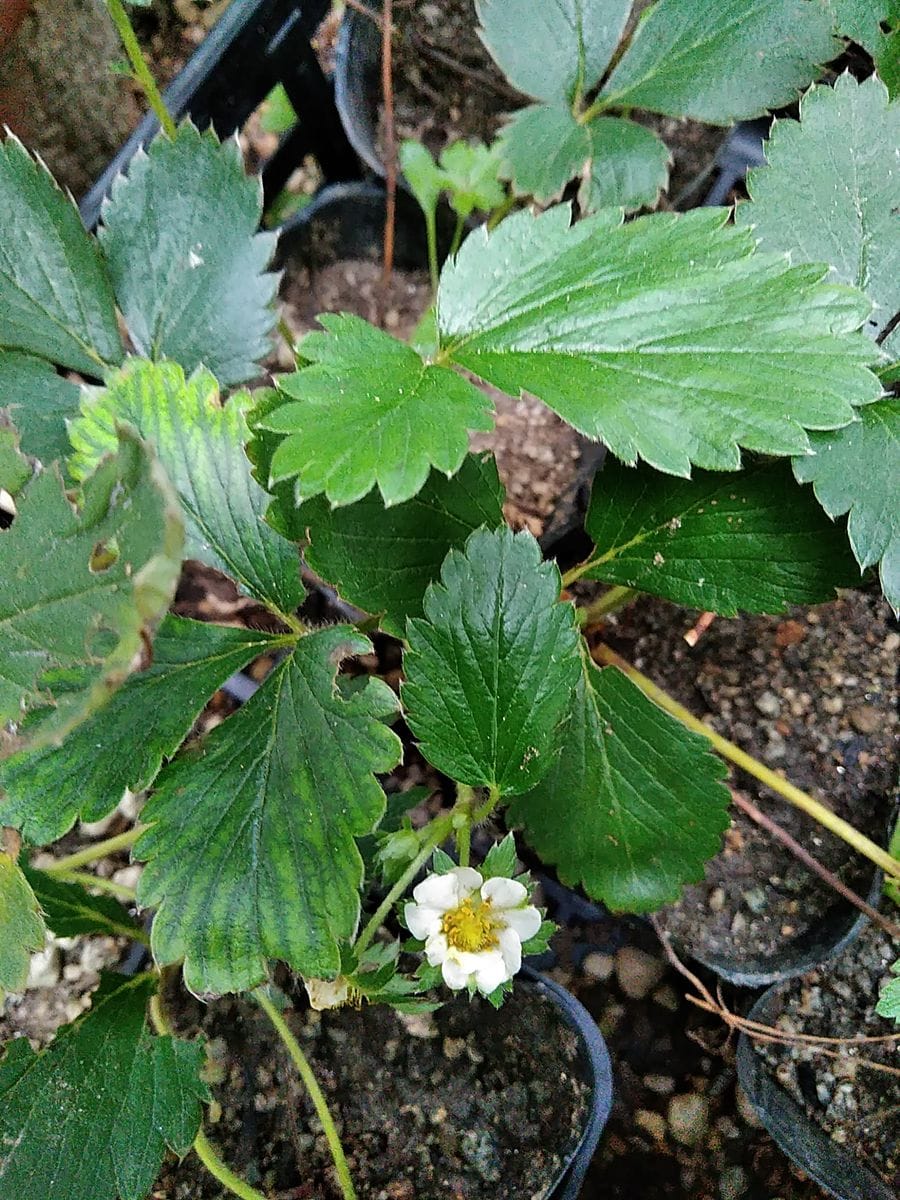 苺の苗に花❗