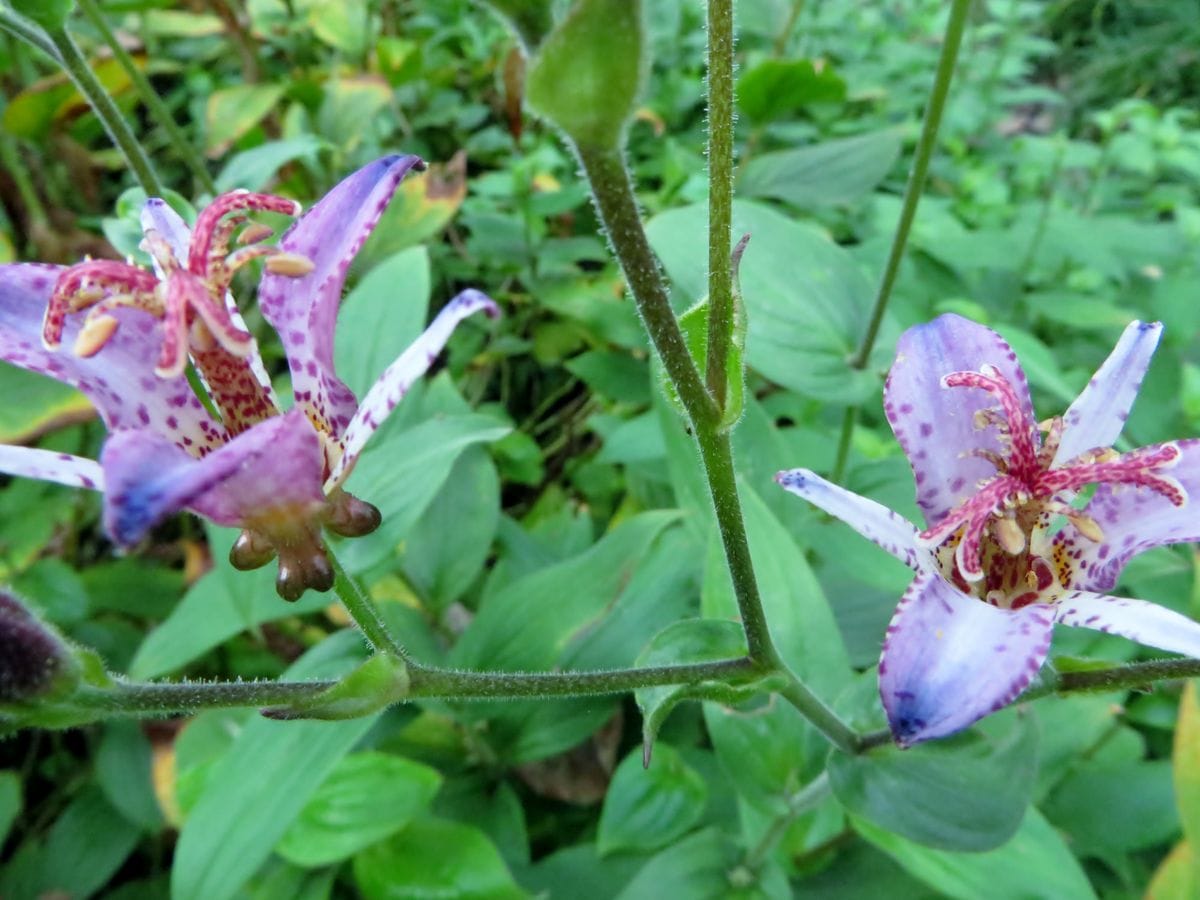 秋の花