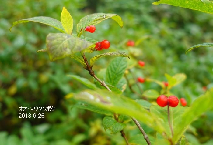 雨の山行き9/25，26　NO3