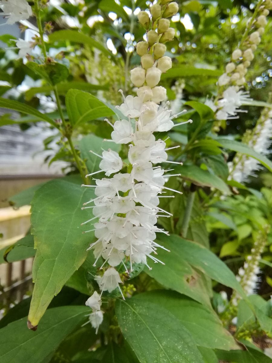 シモバシラの花って本当に素敵✨