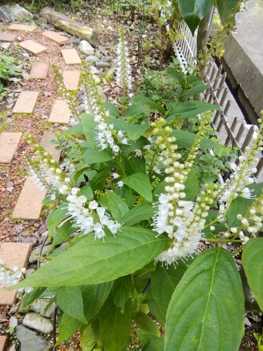 シモバシラの花って本当に素敵✨