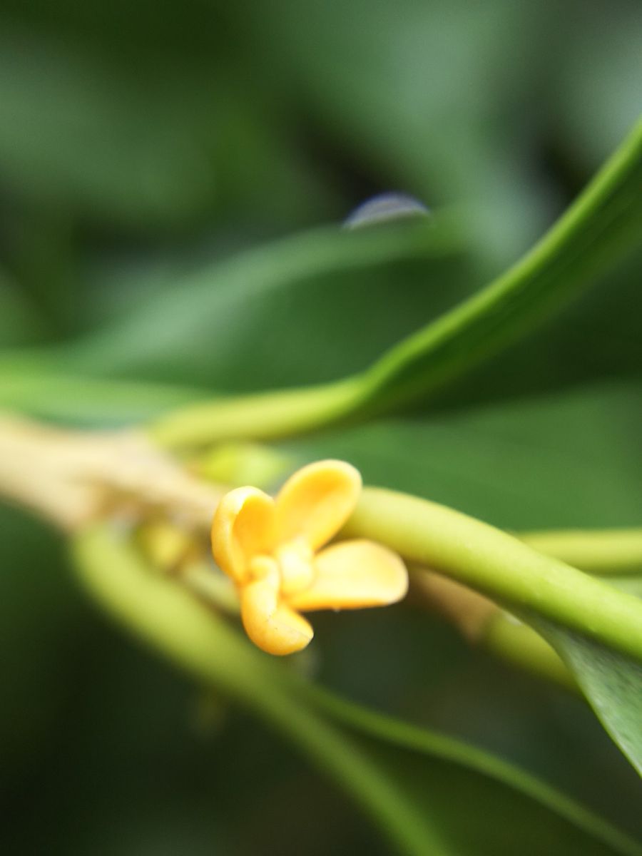 小さな花に注目してみました👀