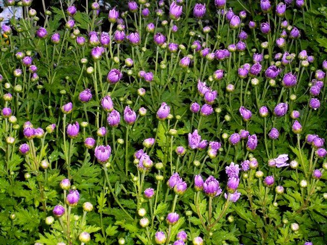 開花の準備が進みます