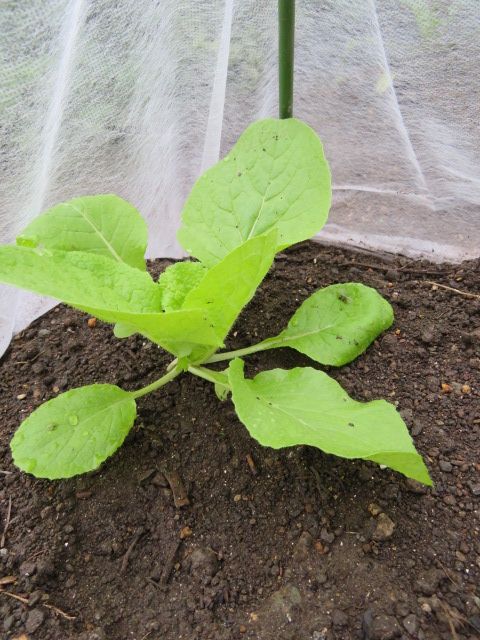 秋冬野菜、生育順調です。(*´∪｀)