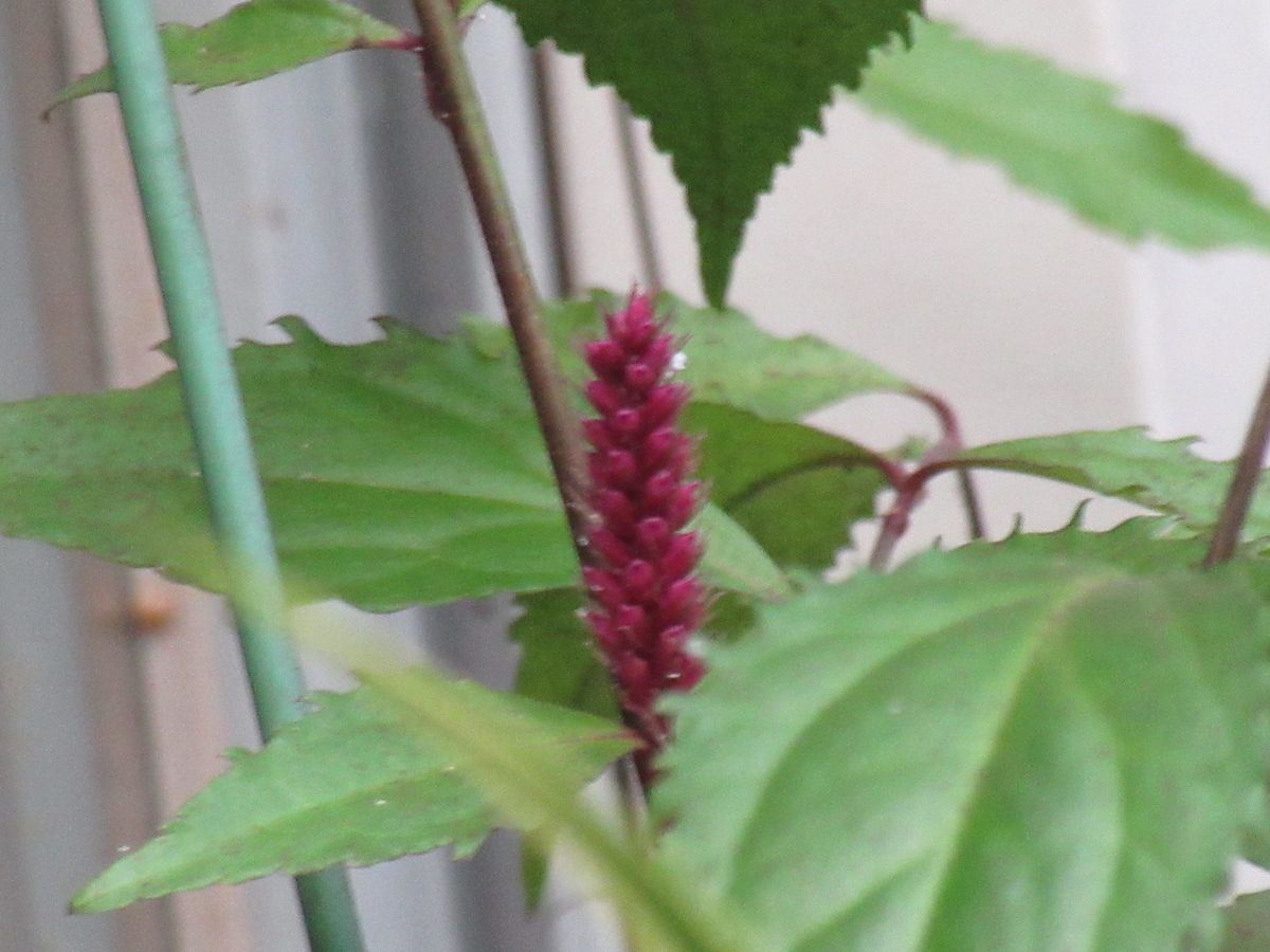 由愛(ゆめ)の花日記♪