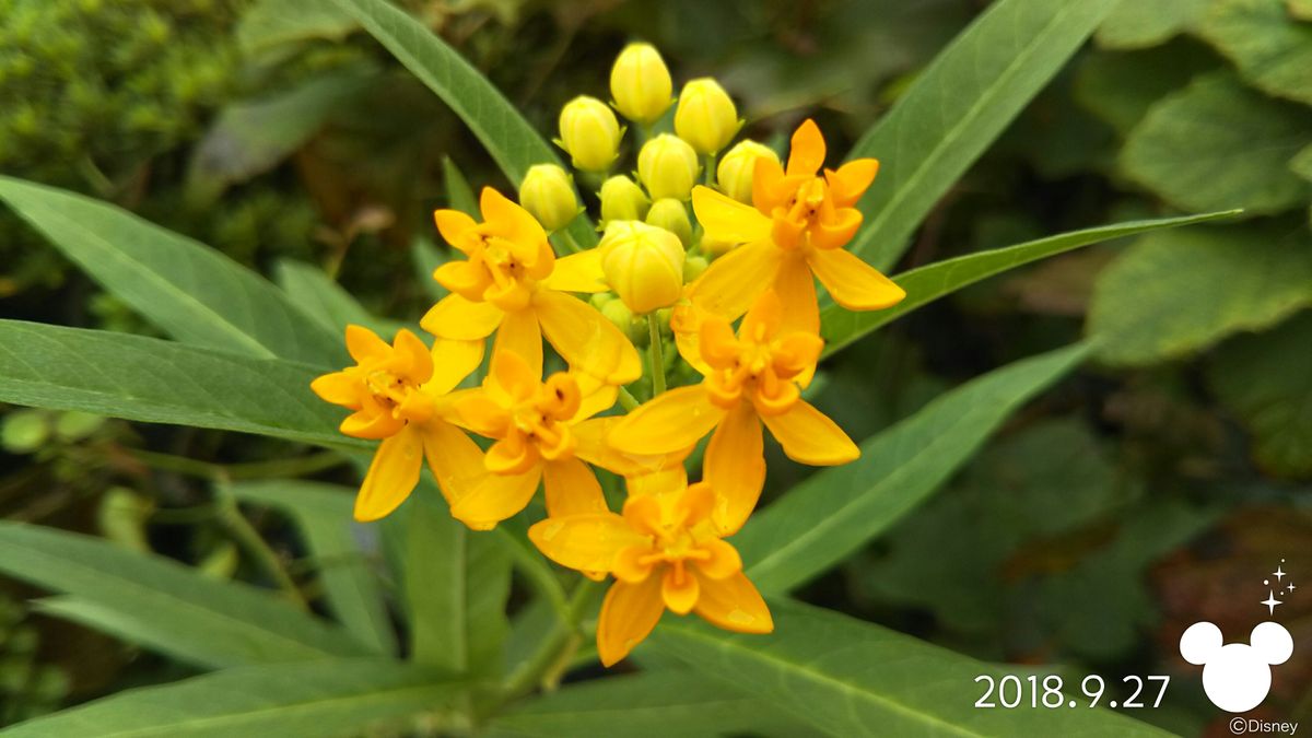 昨日のお花(^_-)-☆