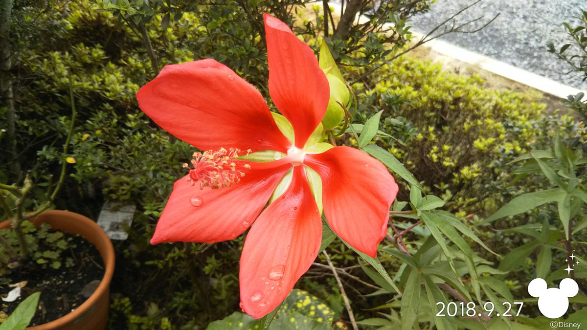 昨日のお花(^_-)-☆