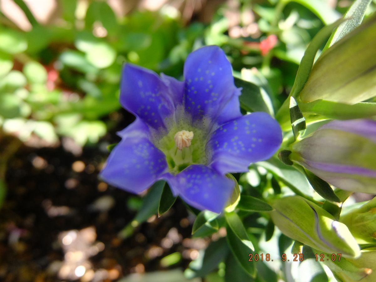 リンドウの開花