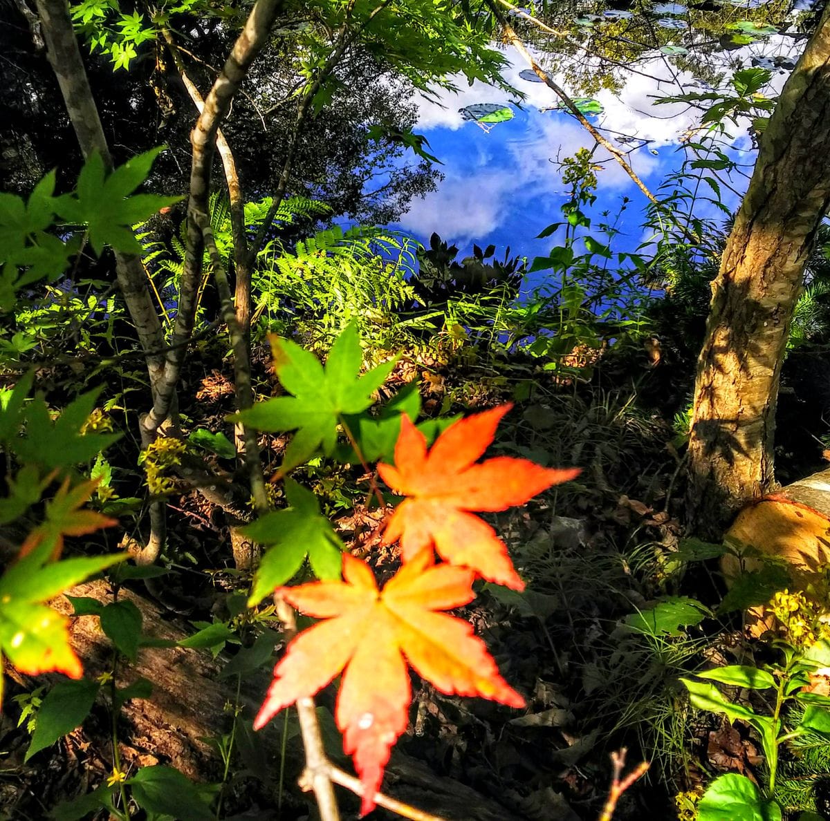 秋間近🍁三選